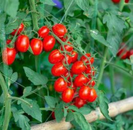 tomates cerises rouge allongé