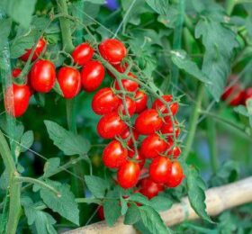 tomates cerises rouge allongé